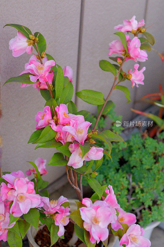 山茶花/日本山茶花花:红色，粉红色和白色